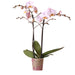 Orchidea Phalaenopsis Rosa Da Interno Senza Vaso