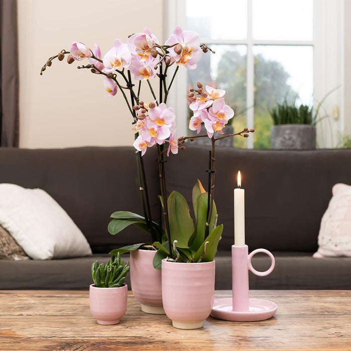 Orchidea Phalaenopsis Rosa Da Interno Senza Vaso