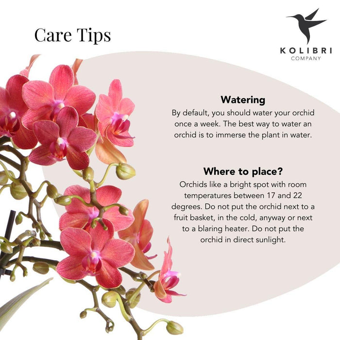 Orchidea Phalaenopsis Rossa/Arancione Con Vaso In Terracotta Scandic