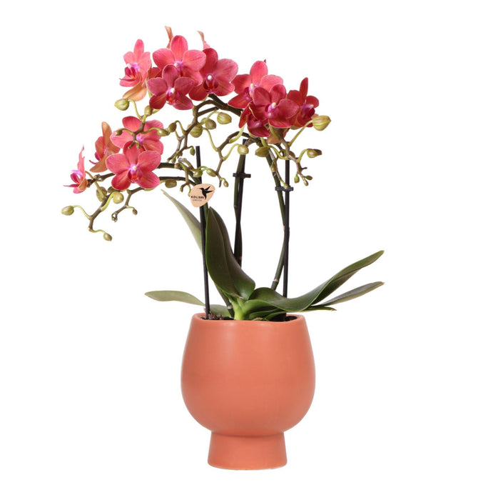 Orchidea Phalaenopsis Rossa/Arancione Con Vaso In Terracotta Scandic