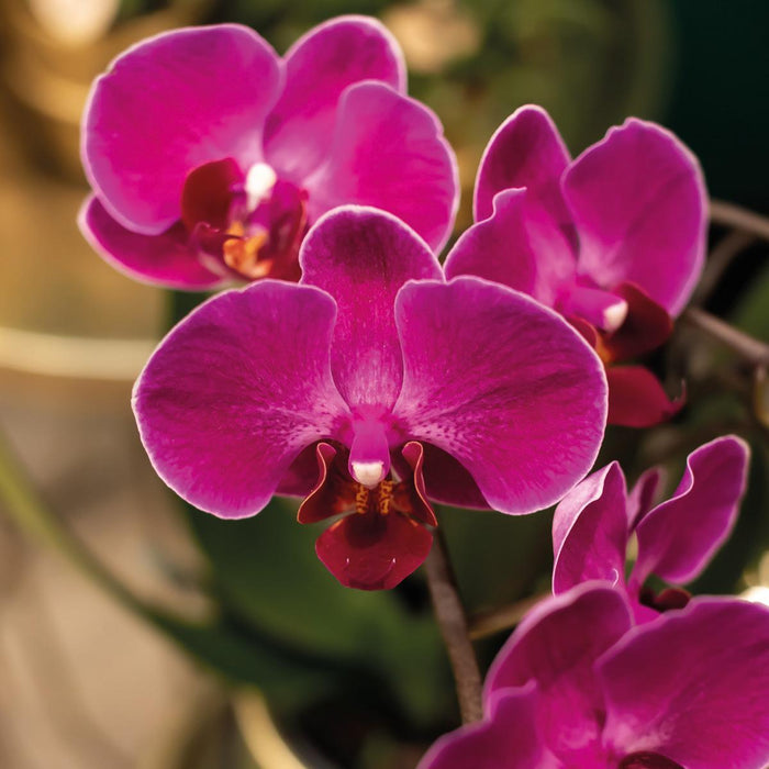 Orchidea Viola E Il Suo Vaso Color Oro - Pianta D'appartamento In Fiore