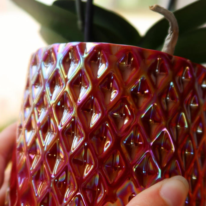 Orchidea Rossa Del Congo Con Vaso Di Perle Di Diamanti