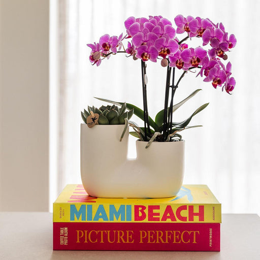 Orchidea Di Vienna E Pianta Grassa Miranda In Vaso Decorativo Bianco