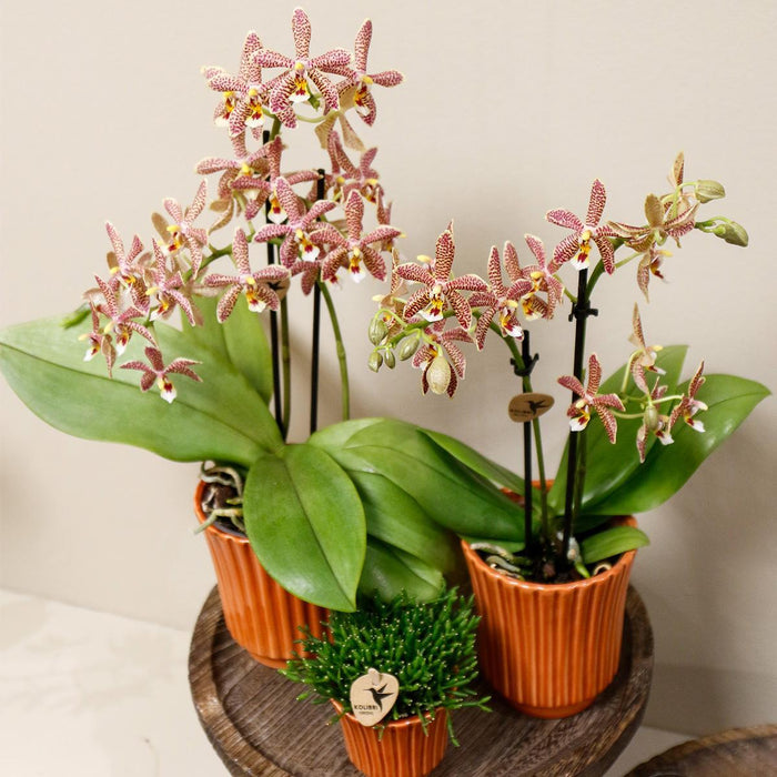 Orchidea Ragno E Vaso In Terracotta Retrò