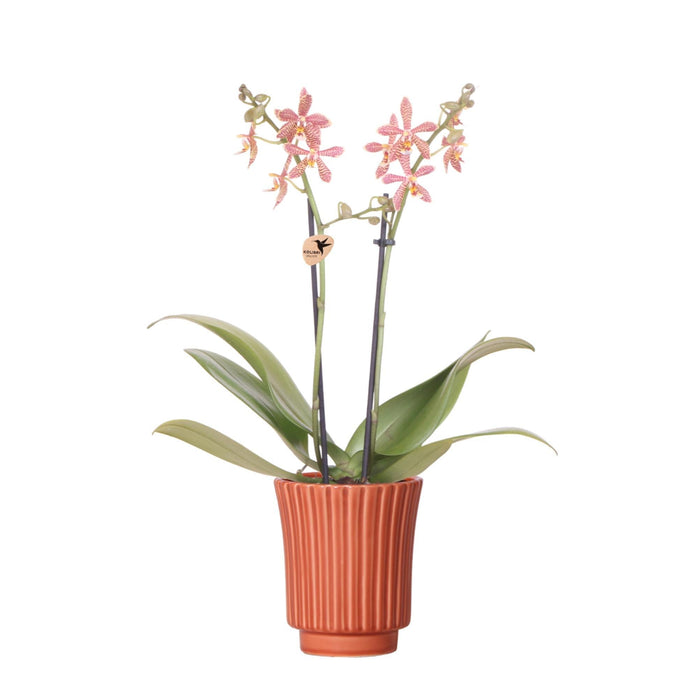 Orchidea Ragno E Vaso In Terracotta Retrò