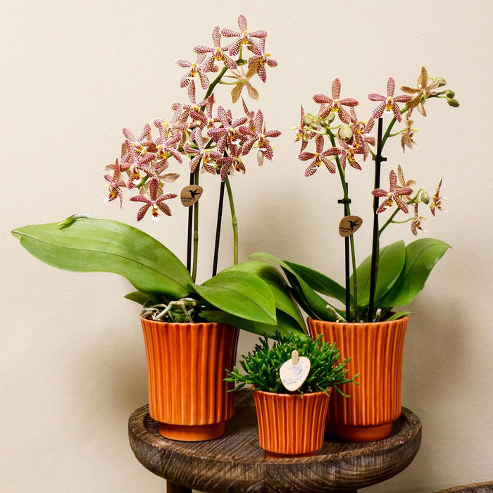 Orchidea Ragno E Vaso In Terracotta Retrò