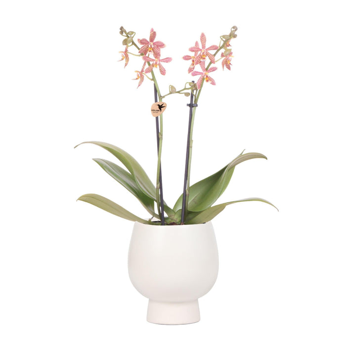 Orchidea Ragno Arancione In Vaso Bianco Scandic