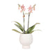 Orchidea Ragno Arancione In Vaso Bianco Scandic