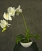 Orchidea Artificiale Bianca In Vaso