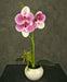Orchidea Artificiale Bianca/Rosa In Vaso