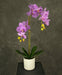 Orchidea Artificiale Rosa In Vaso Bianco