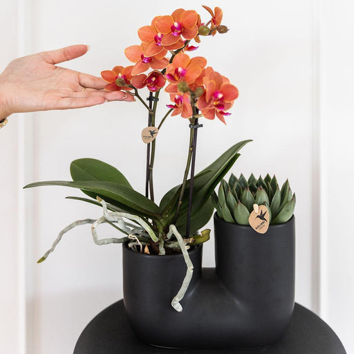 Orchidea E Succulente Nel Design Del Vaso Nero