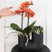 Orchidea E Succulente Nel Design Del Vaso Nero