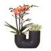 Orchidea E Succulente Nel Design Del Vaso Nero