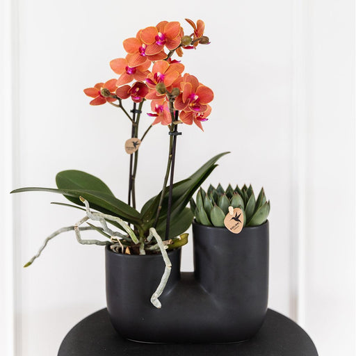 Orchidea E Succulente Nel Design Del Vaso Nero