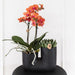 Orchidea E Succulente Nel Design Del Vaso Nero