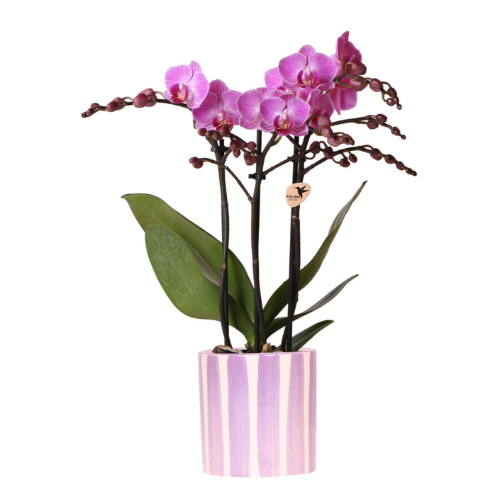 Orchidea Phalaenopsis Viola 'Vienna' + Vaso A Strisce Lilla