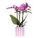 Orchidea Phalaenopsis Viola 'Vienna' + Vaso A Strisce Lilla