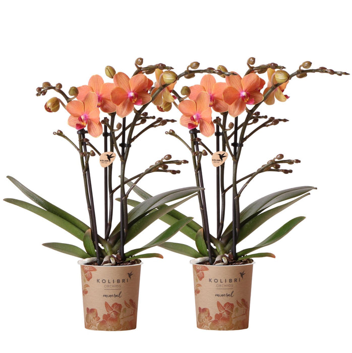 Orchidee Arancioni - Set Di 2