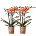 Orchidee Arancioni - Set Di 2