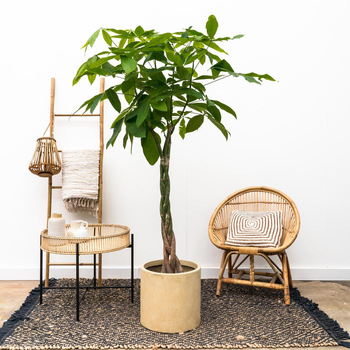 Pachira Aquatica Intrecciato - 160Cm - Ø27