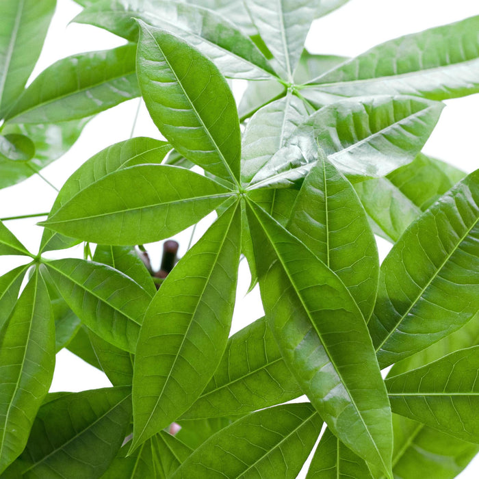 Pachira Aquatica E Il Suo Vaso