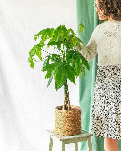 Baule Intrecciato Pachira