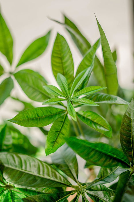 Pachira Intrecciata - Grande Pianta Artificiale