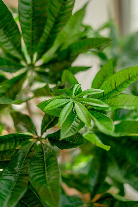 Pachira Intrecciata - Grande Pianta Artificiale