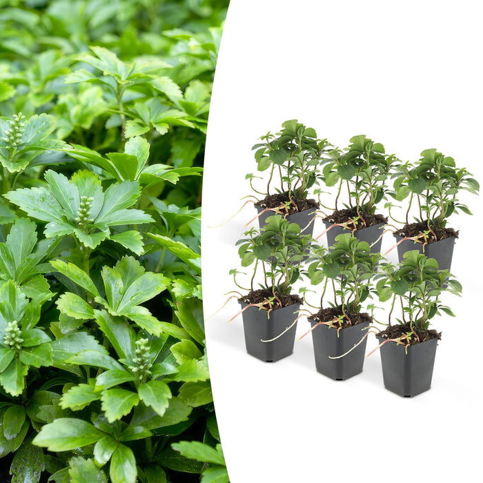 Termine Di Pachysandra. "Tappeto Verde"