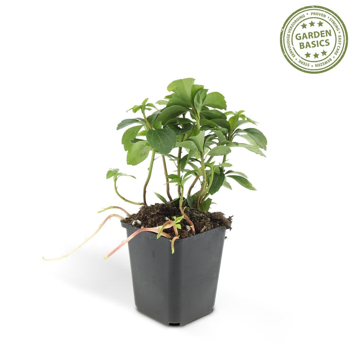 Termine Di Pachysandra. "Tappeto Verde"