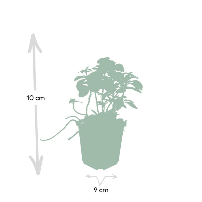 Termine Di Pachysandra. "Tappeto Verde"