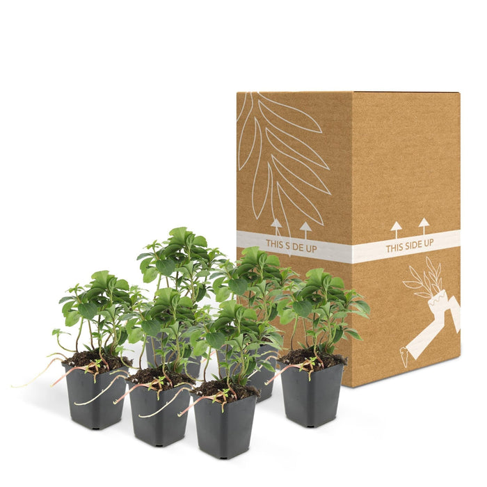 Termine Di Pachysandra. "Tappeto Verde"