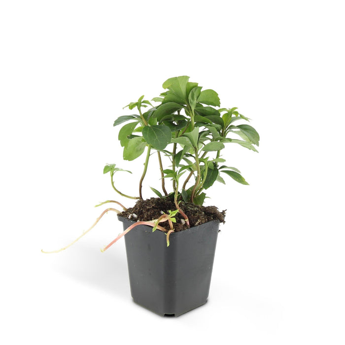 Termine Di Pachysandra. "Tappeto Verde"