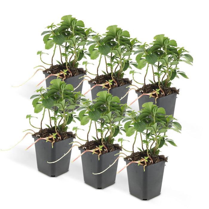 Termine Di Pachysandra. "Tappeto Verde"