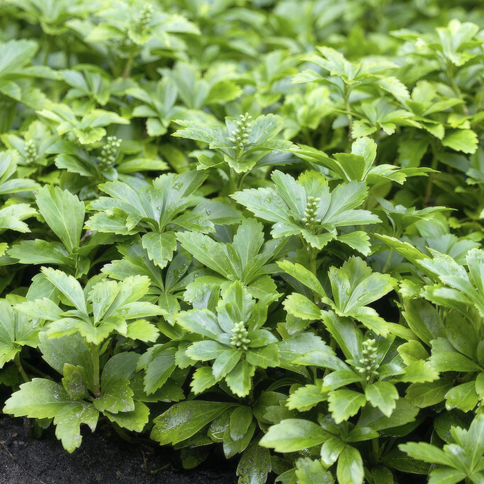Pachysandra Giapponese X 12