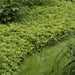 Pachysandra Giapponese X 12