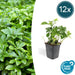 Pachysandra Giapponese X 12