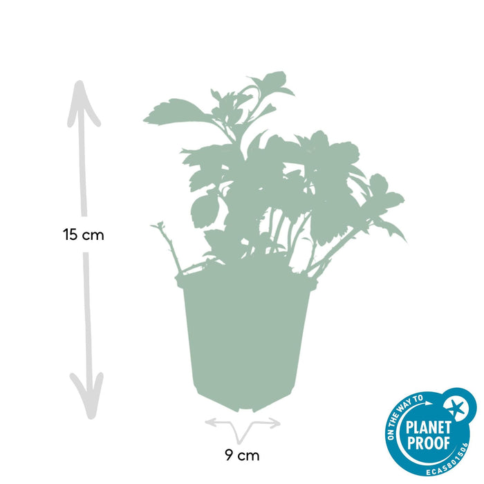 Pachysandra Giapponese X40