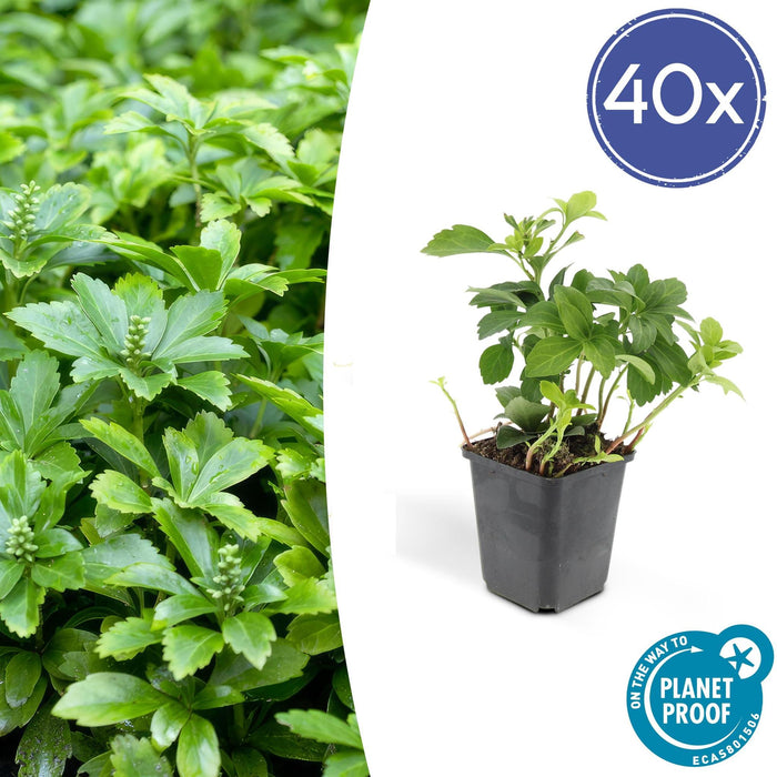 Pachysandra Giapponese X40