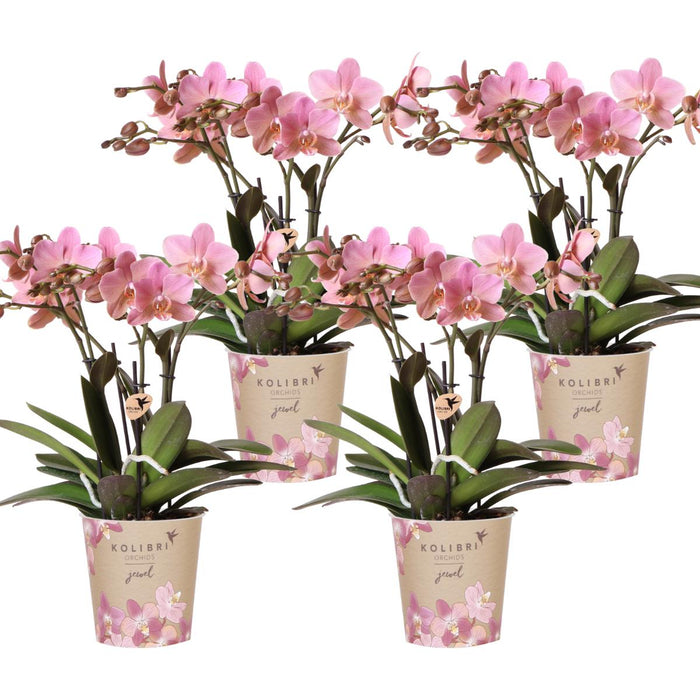 Confezione Da 4 Orchidee Trevigiane – Rosa Antico – Pianta Da Appartamento Fiorita