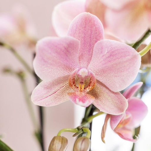 Confezione Da 4 Orchidee Trevigiane – Rosa Antico – Pianta Da Appartamento Fiorita