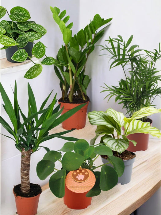 Confezione Da 6 Piante Essenziali