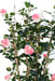 Fiore Artificiale Palizzata Cespuglio Di Rose H.160Cm Rosa