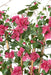 Palizzata Fiore Bouganville H140Cm Fucsia Anti-Uv
