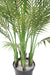 Palma Areca Artificiale H.145Cm Per Interni