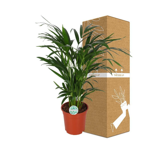 Palma Areca 'Dypsis Lutescens'