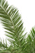 Palma Canarino Artificiale 350Cm Per Interni