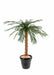 Palma Cycas Artificiale 170Cm Per Interni