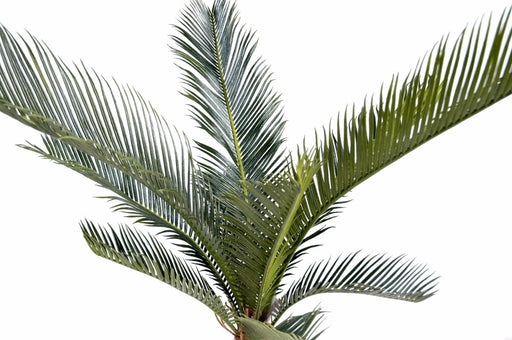 Palma Cycas Artificiale 60Cm Per Interni Ed Esterni